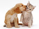 Pets Essentials