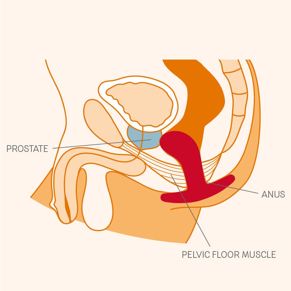 Fun Factory - Bootie Anal Plug    Anal Plug (Non Vibration)